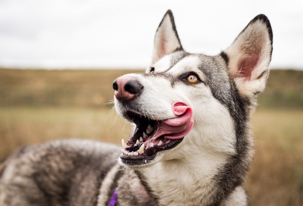 Hond likt lippen af