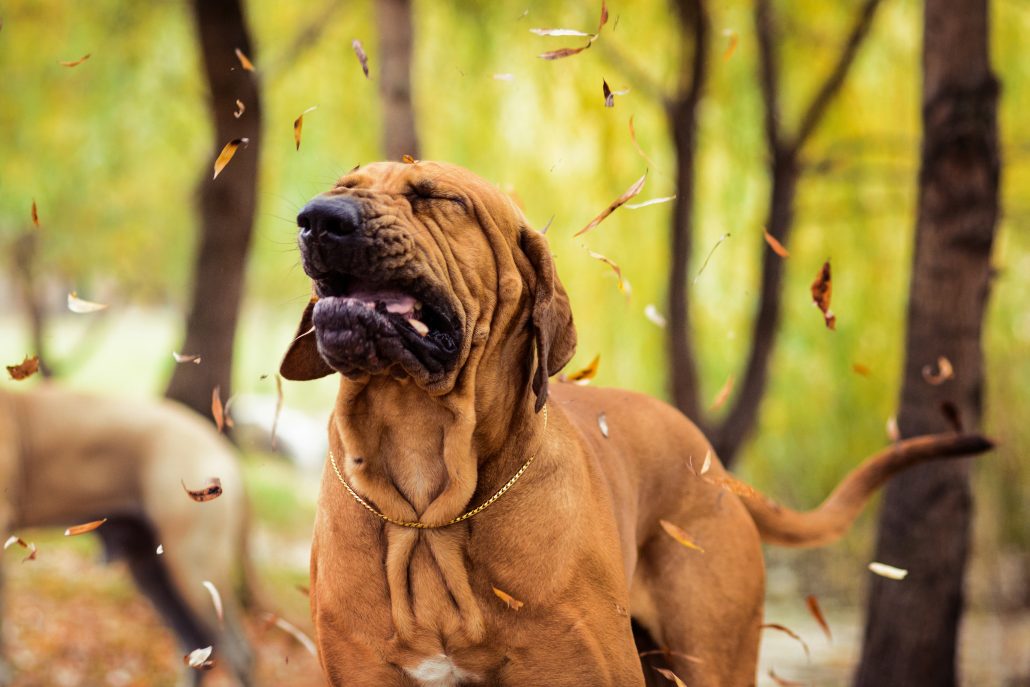 Hond niest