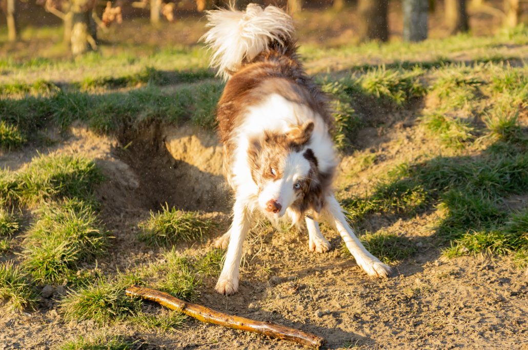Hond uitschudden