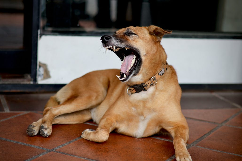 Gapen hond