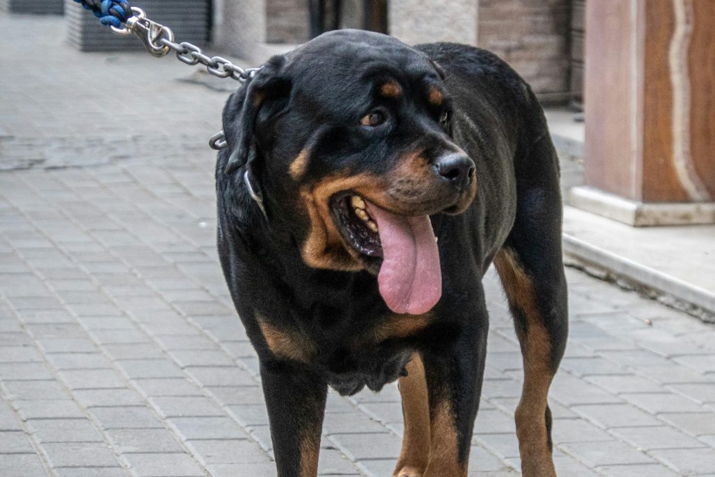 Hijgen hond