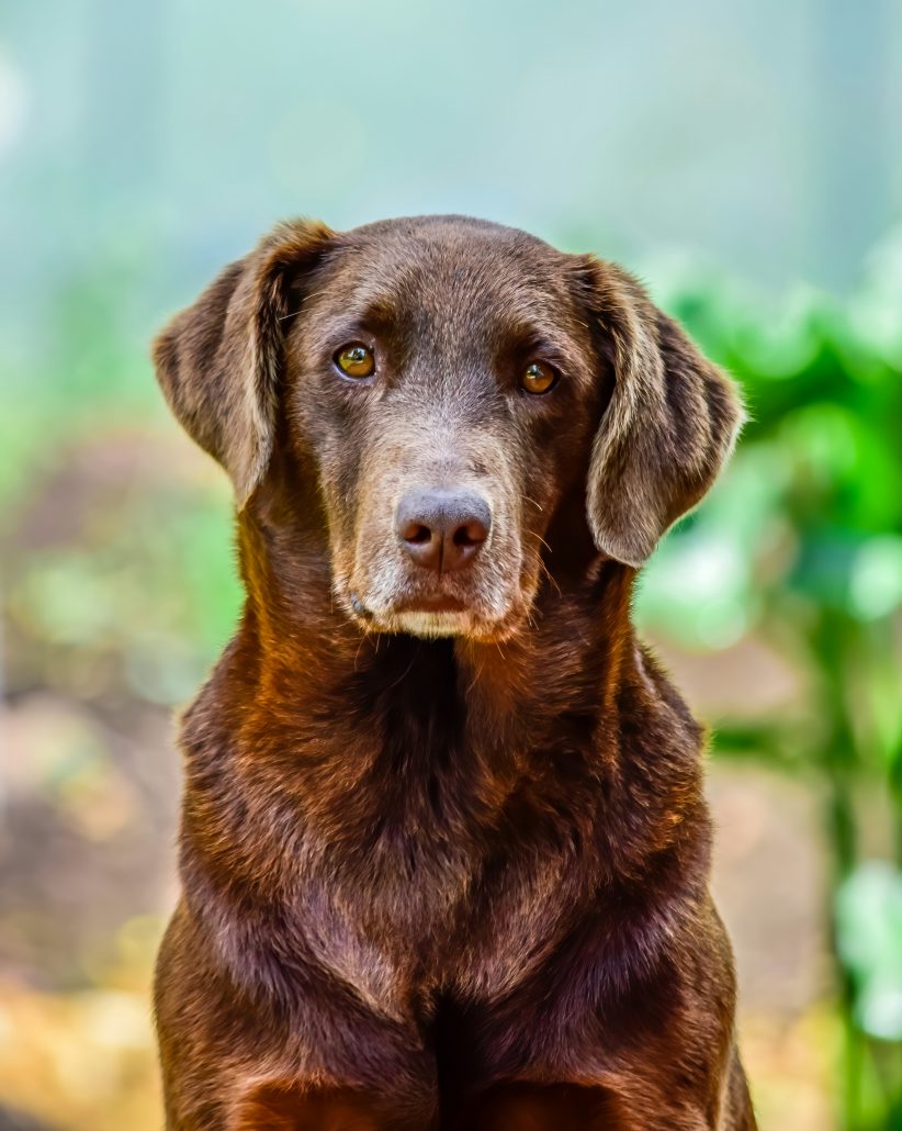 Oude hond