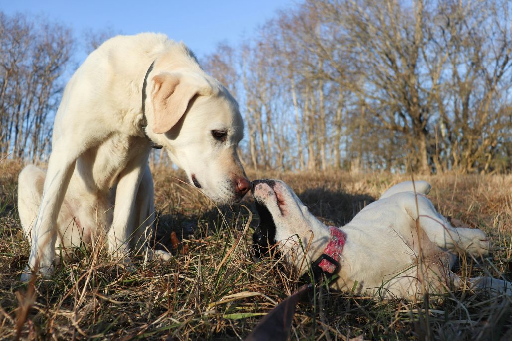 Honden liggen