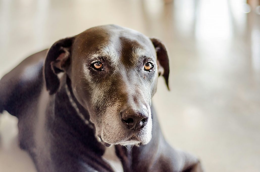 Oude hond
