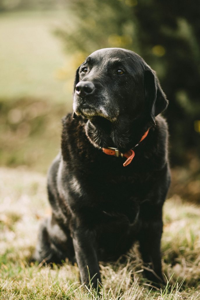 Senioren hond