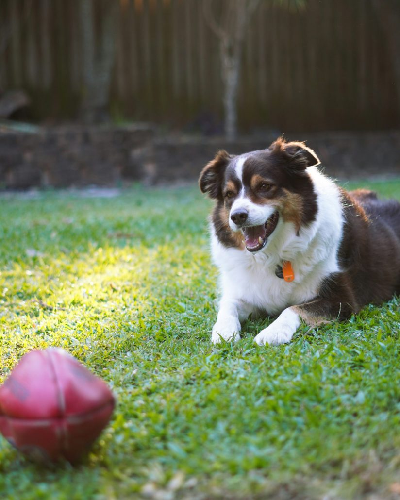Hond bal buiten