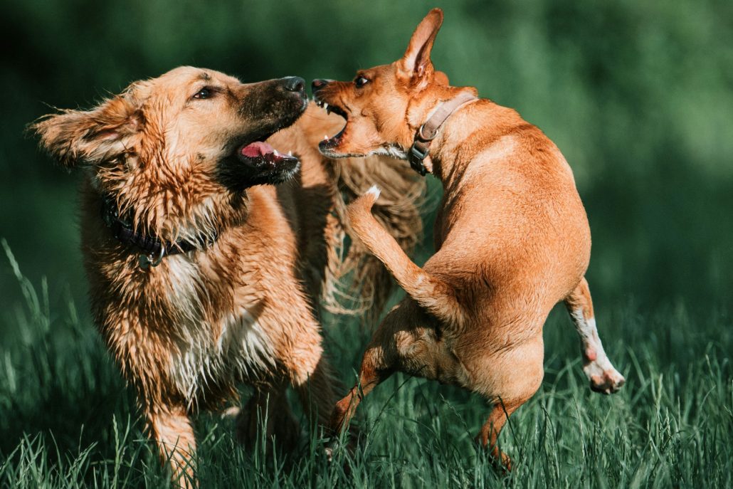 Snauwen honden