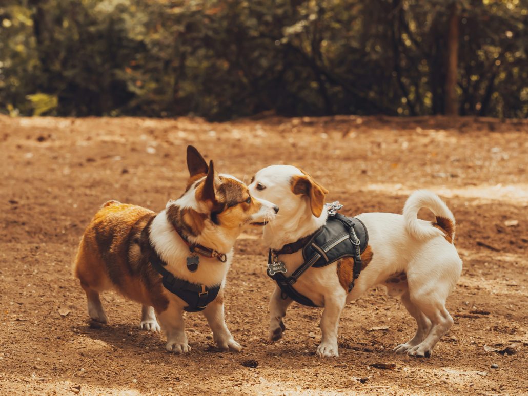 Twee honden interactie