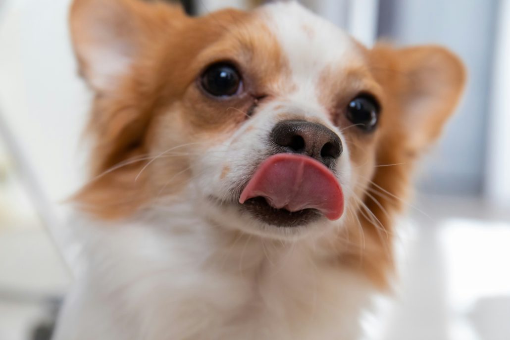 Hond tongelen