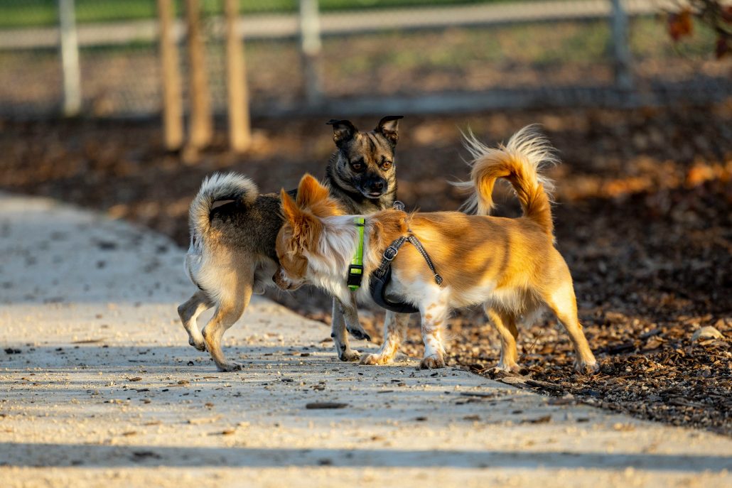 Honden trillen