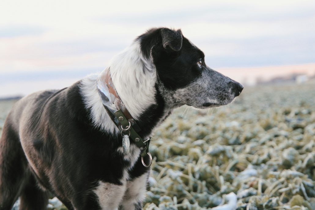 Hond wegdraaien