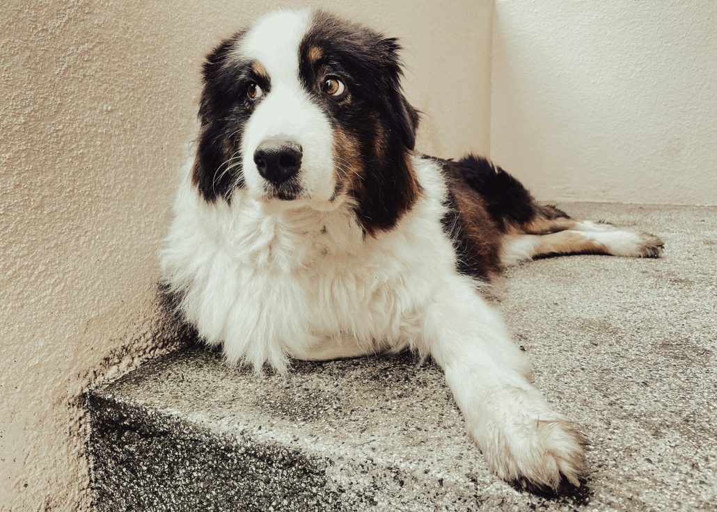 Wegkijken hond