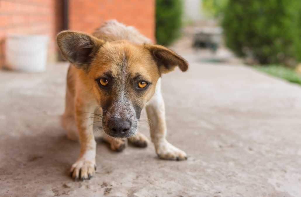 Blaffende honden bijten wél