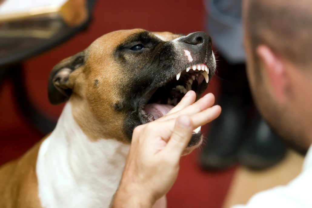 Hond bijt