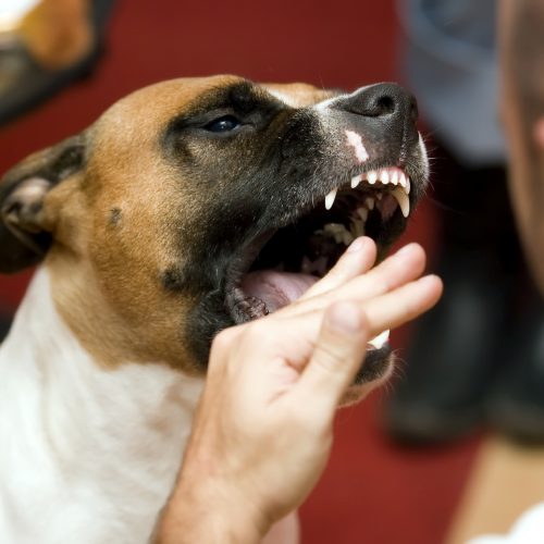 Hond bijt