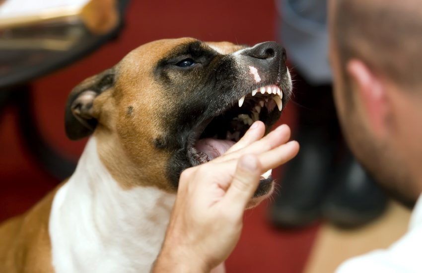 Hond bijt
