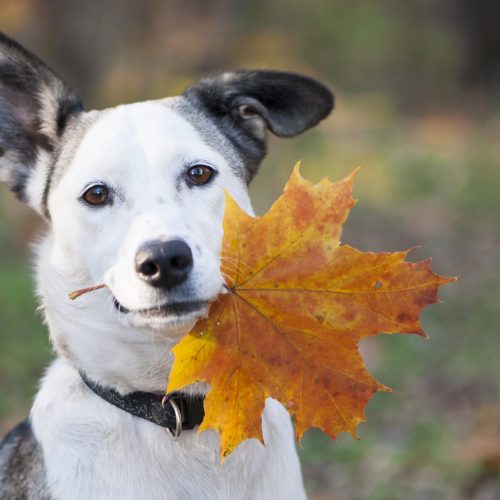 Hond herfst
