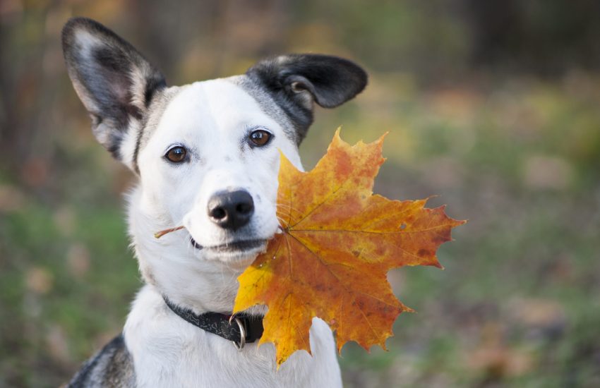 Hond herfst