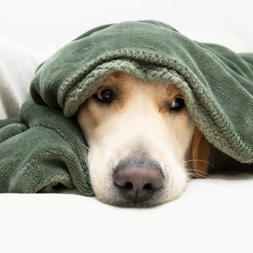 Hond bang