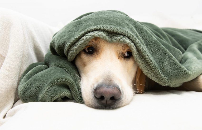 Hond bang