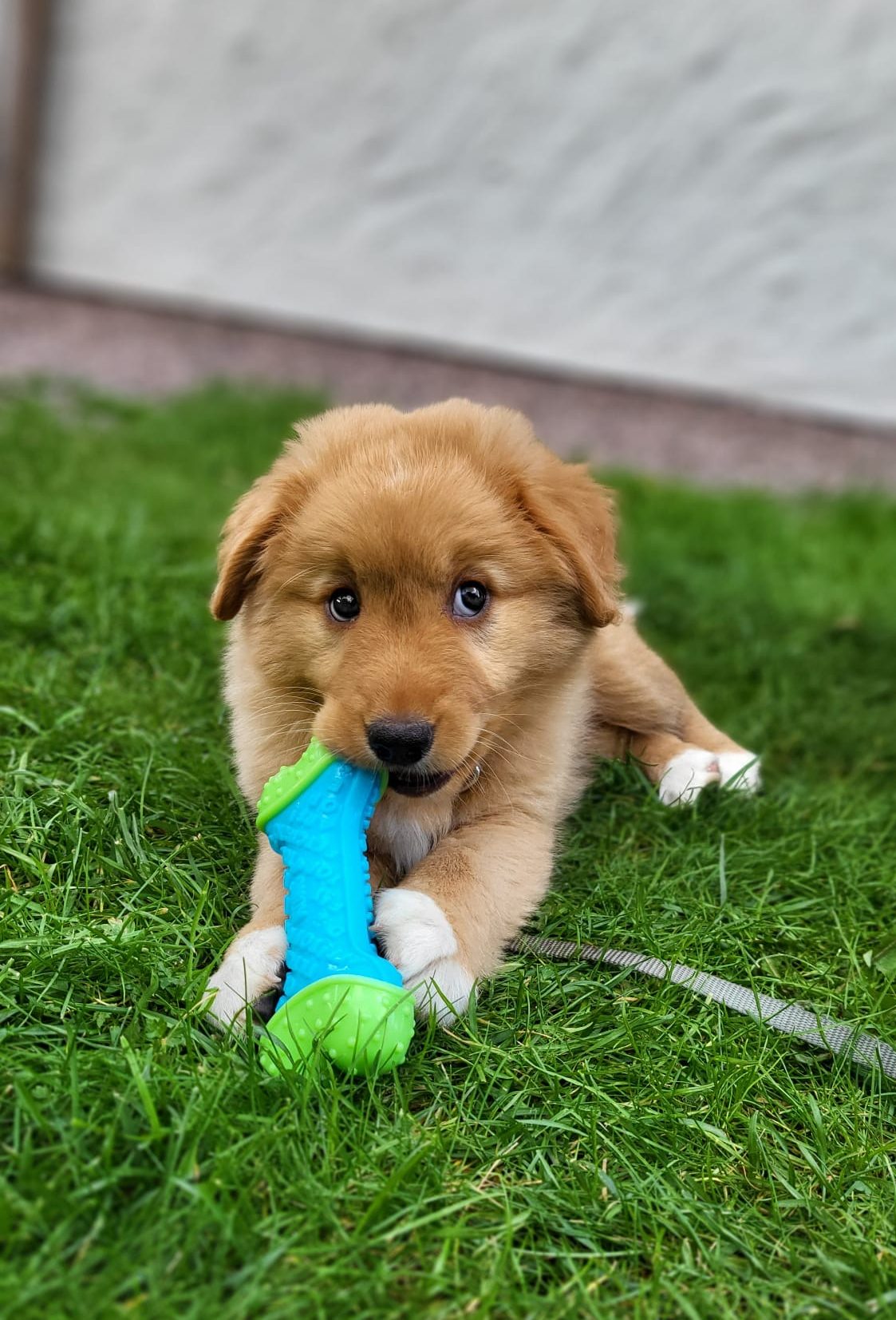 Flynn pup