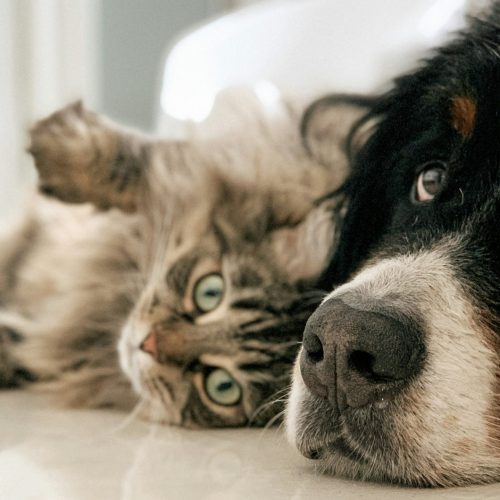 Hond en kat