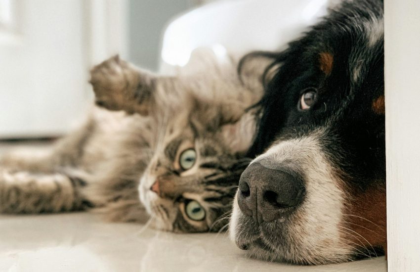 Hond en kat