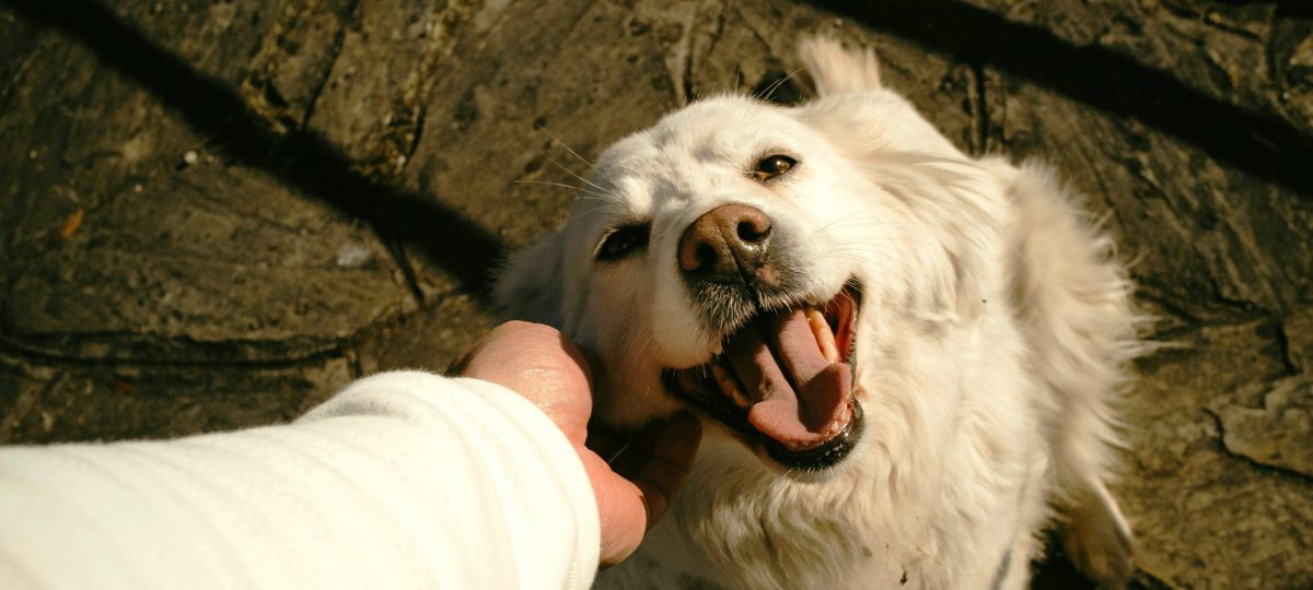 Hond aaien