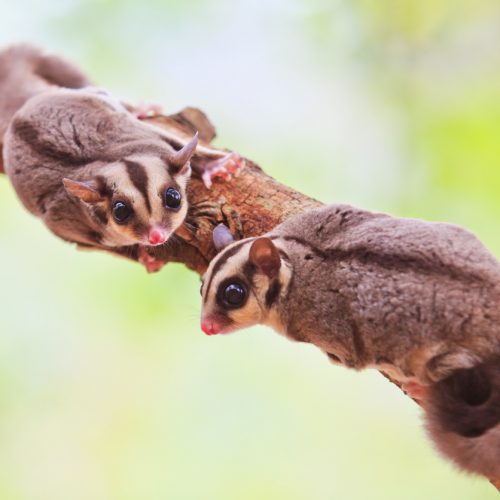 Sugar glider