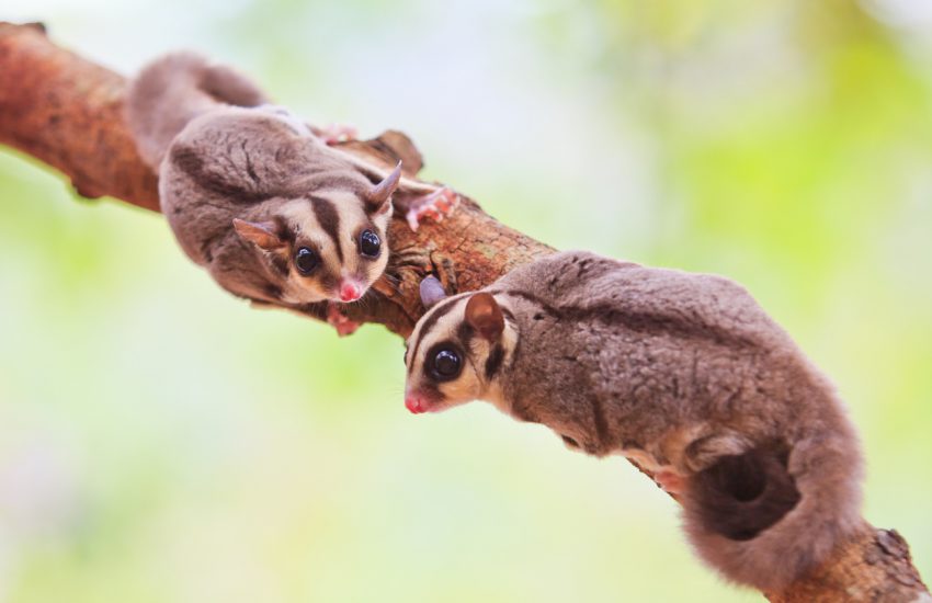 Sugar glider