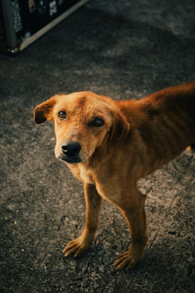 Hond bang